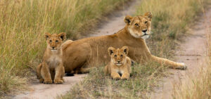 Masai Mara Luxury Safari