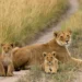The Big Five: A Guide to Masai Mara’s Most Iconic Wildlife