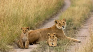 Tsavo East Park Safari