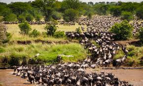 Great Migration Book Now