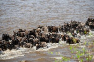 Great Wildebeest Migration