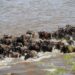 The Maasai Mara: Why It’s the Heart of Kenya’s Safari Scene