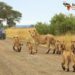 Kenya’s Hidden Safari Gems: Underrated Parks Worth Exploring
