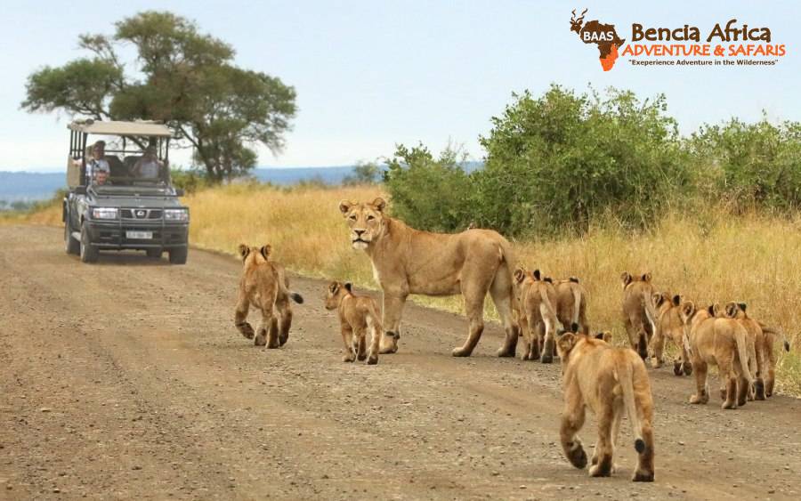 Africa Adventure & Safaris