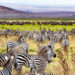 What Makes Wildlife Expeditions in Africa a Once-in-a-Lifetime Experience?