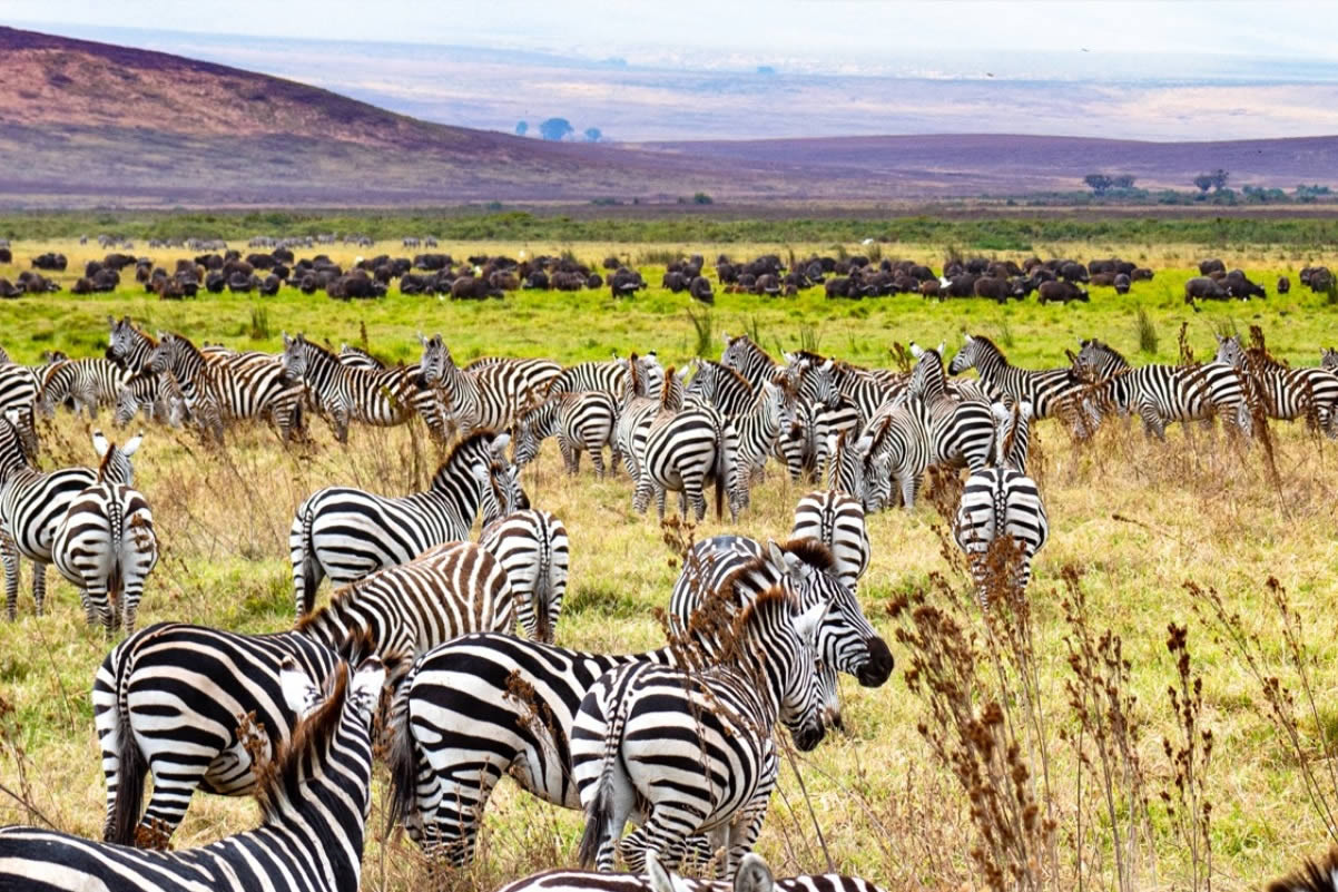 Kenya Safaris