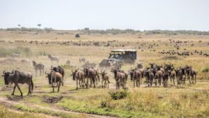 Affordable Safari Packages in Kenya