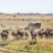 How Can You Experience Kenya’s Wildlife on a Budget?