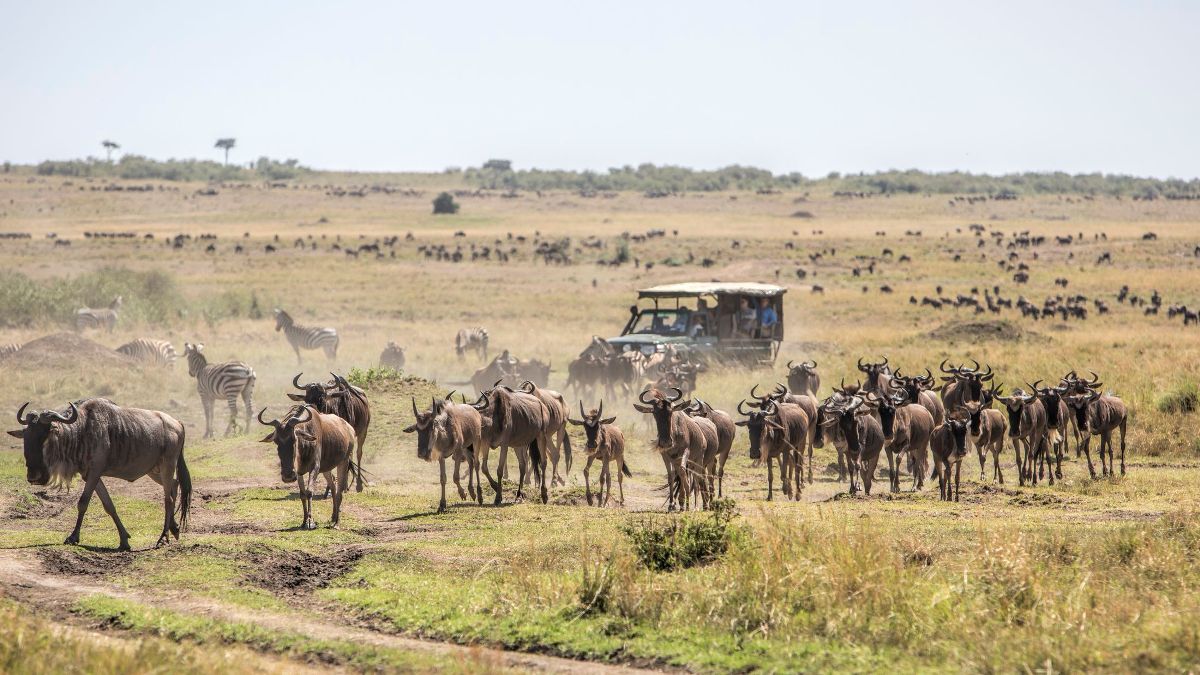 Affordable Safari Packages in Kenya