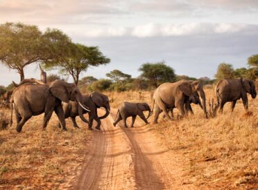 Masai Mara Big Five Safaris
