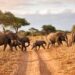 Experience Africa’s Most Iconic Wildlife on an Unforgettable Safari Adventure