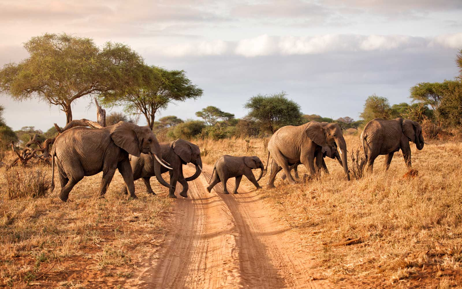 Masai Mara Big Five Safaris