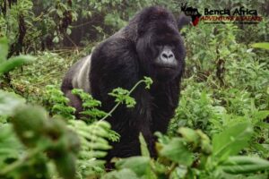 Gorilla Trekking Uganda